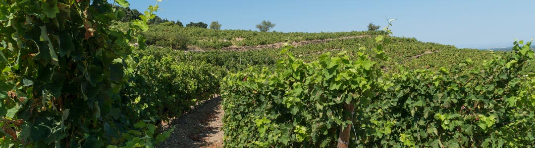 Notre terroir : soleil, vignes et mer