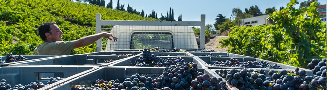 Le domaine, lesvendanges